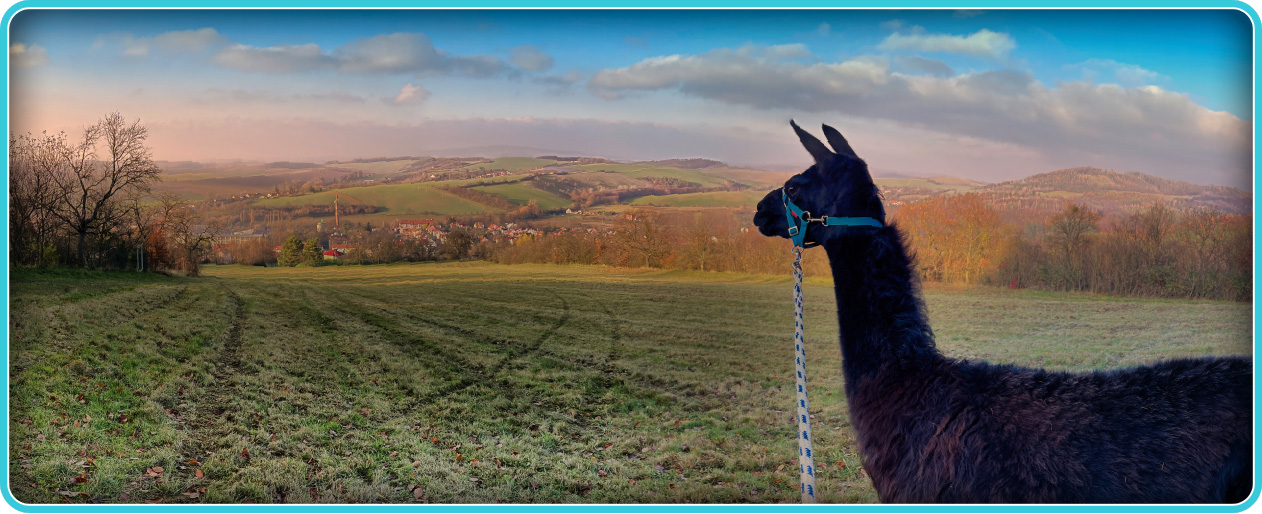 LAMATREKKING v chřibském lese